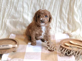 Cavapoo