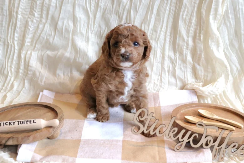 Cavapoo