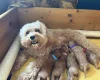 Cavapoo