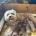 Cavapoo