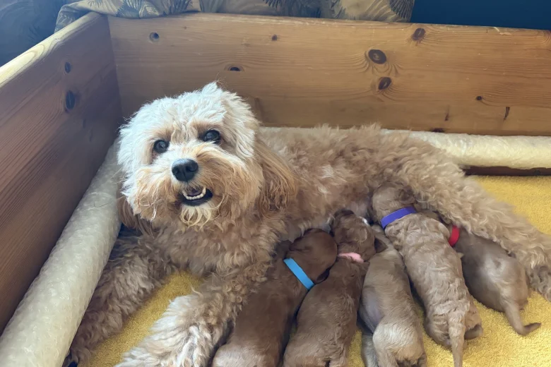 Cavapoo