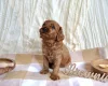 Cavapoo