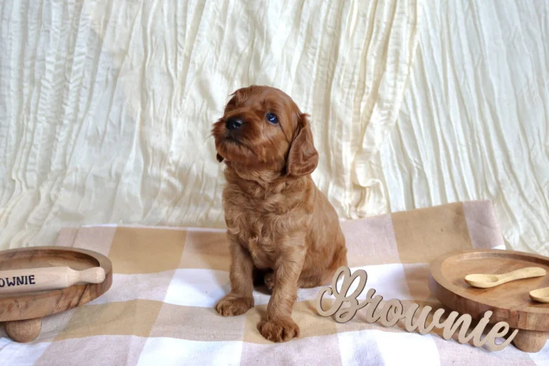 Cavapoo