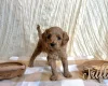 Cavapoo