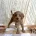 Cavapoo