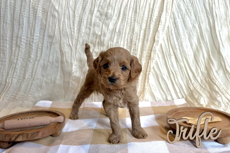 Cavapoo