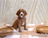Cavapoo