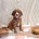 Cavapoo