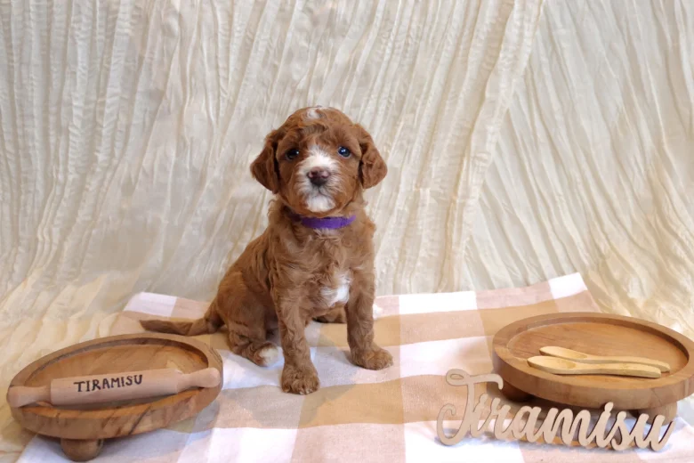 Cavapoo