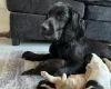 Cockapoo