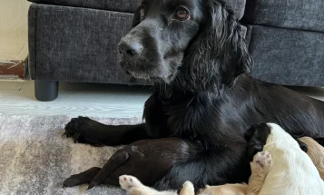 Cockapoo