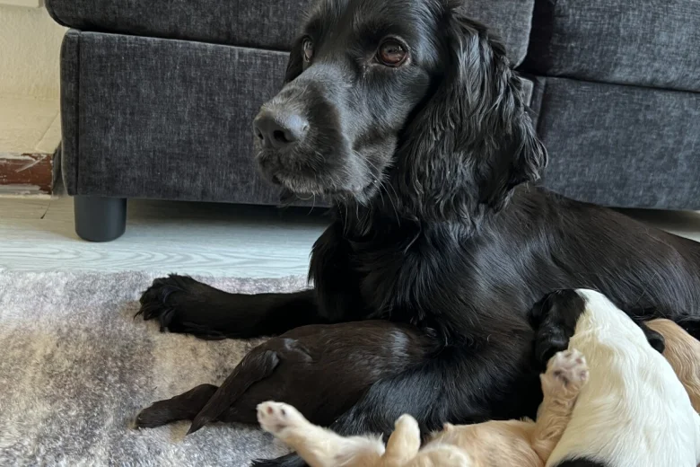 Cockapoo