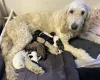 Goldendoodle