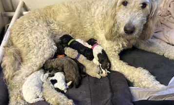 Goldendoodle