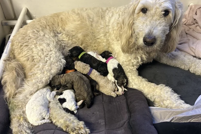 Goldendoodle