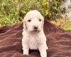 Goldendoodle