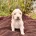 Goldendoodle