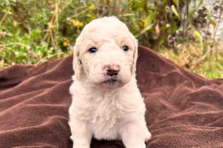 Goldendoodle