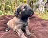 Goldendoodle