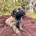 Goldendoodle