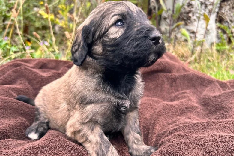 Goldendoodle