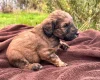 Goldendoodle