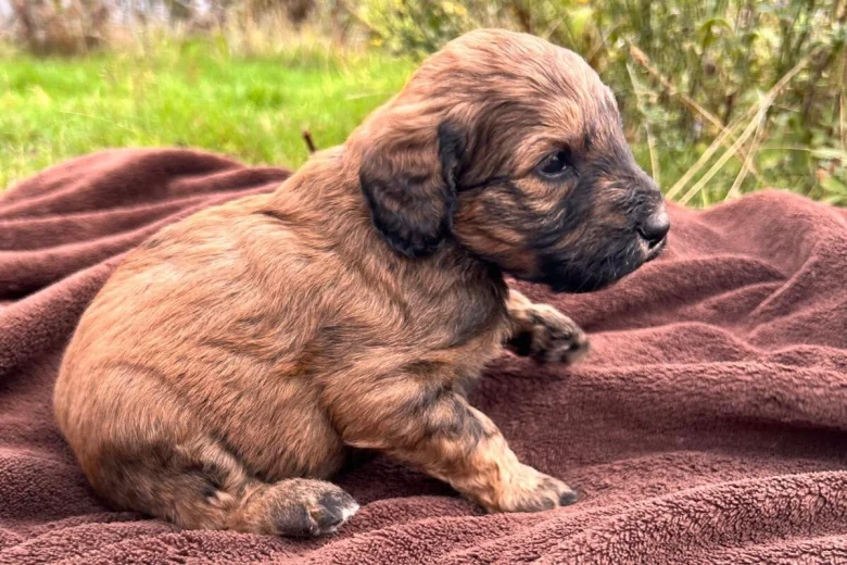 Goldendoodle