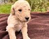 Goldendoodle