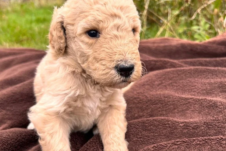 Goldendoodle