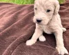 Goldendoodle