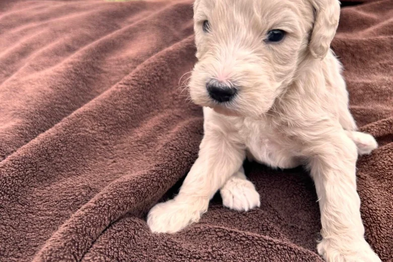 Goldendoodle