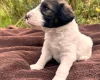 Goldendoodle