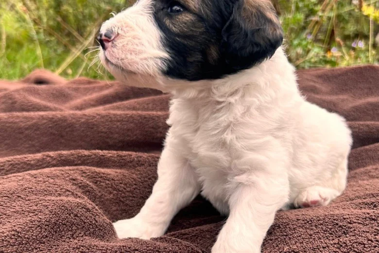 Goldendoodle