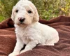 Goldendoodle