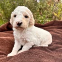 Goldendoodle