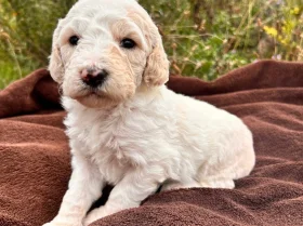 Goldendoodle