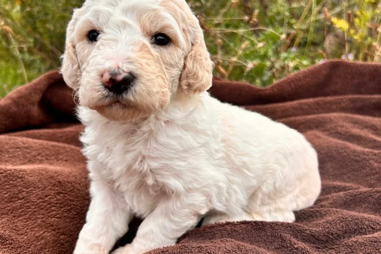 Goldendoodle