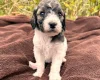 Goldendoodle