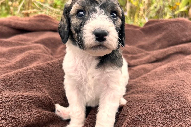 Goldendoodle
