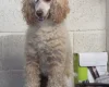 Sproodle