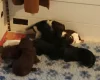 Sproodle