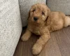 Labradoodle