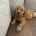 Labradoodle