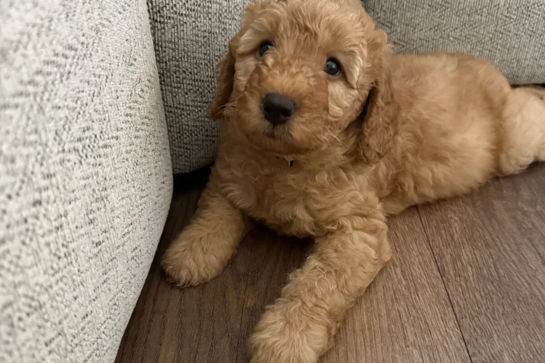 Labradoodle