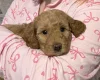 Labradoodle