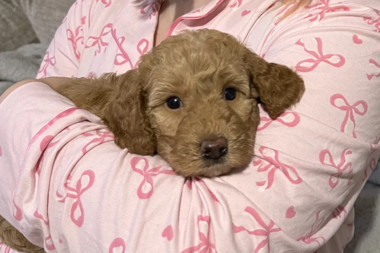 Labradoodle