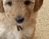 Labradoodle