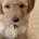 Labradoodle