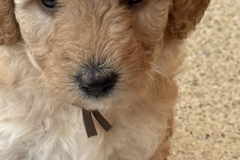 Labradoodle