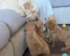 Labradoodle
